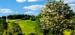 Kvetoucí strom na zeleném golfovém hřišti za slunečného dne